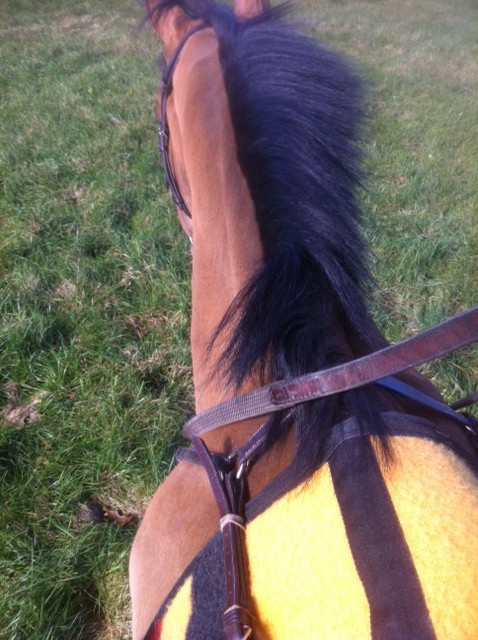 Chippee hacking fall 2012